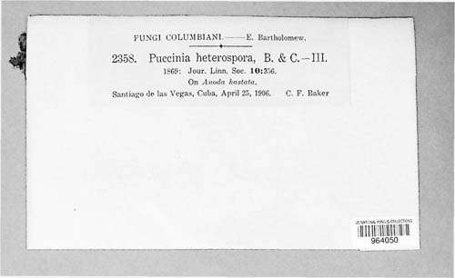 Puccinia heterospora image